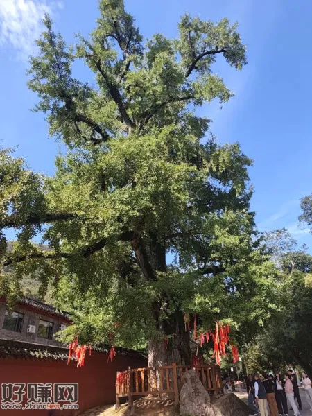 问卷，有陷阱题，关于学历的会重复问答
